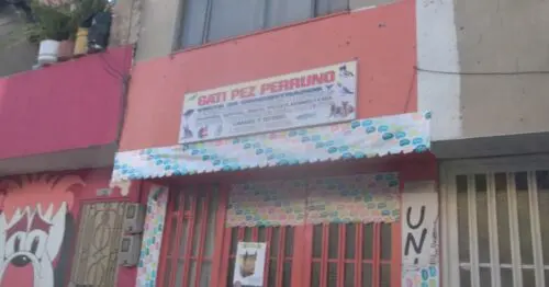 GATI PEZ PERRUNO BOGOTÁ GATI PEZ PERRUNO BOGOTÁ